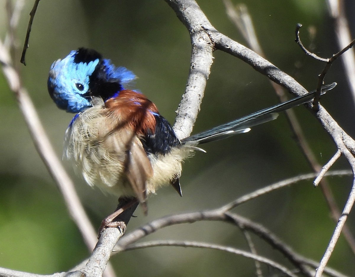 Variegated Fairywren - Maylene McLeod