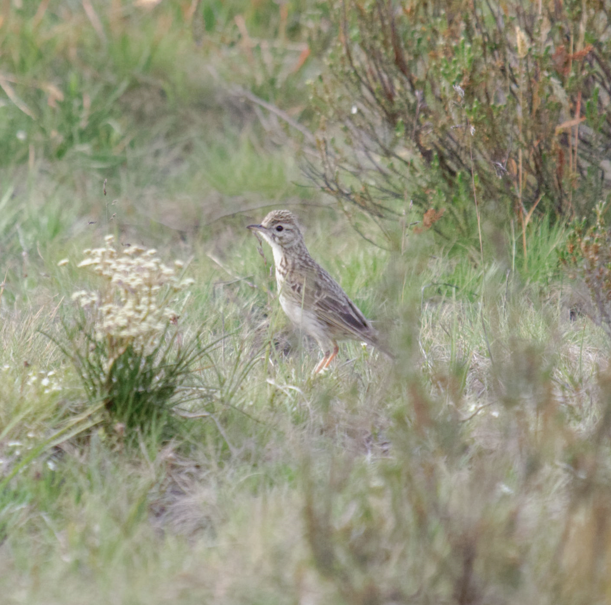 Australian Pipit - ML619276497