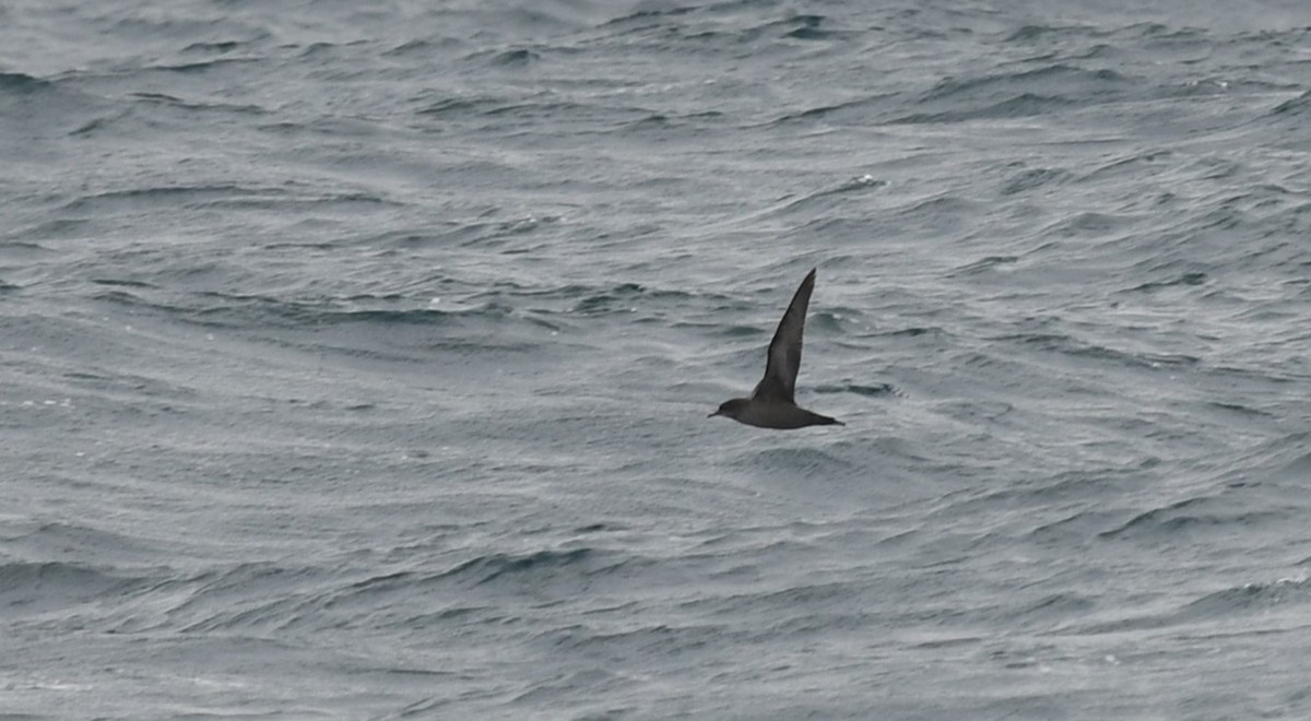 Short-tailed Shearwater - Sze On Ng (Aaron)