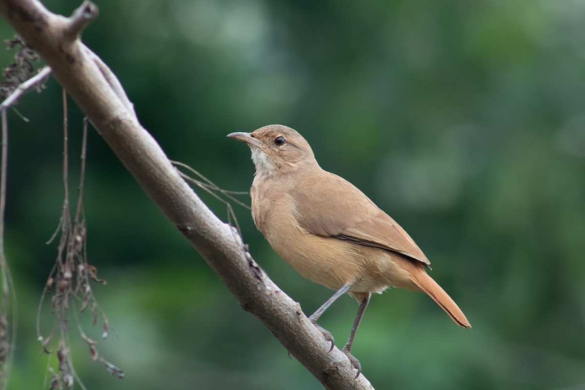 Rufous Hornero - Francisco Valdevino Bezerra Neto