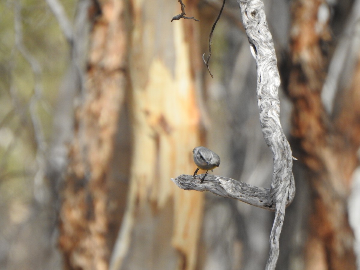 Western Yellow Robin - Finn Craig-Harding