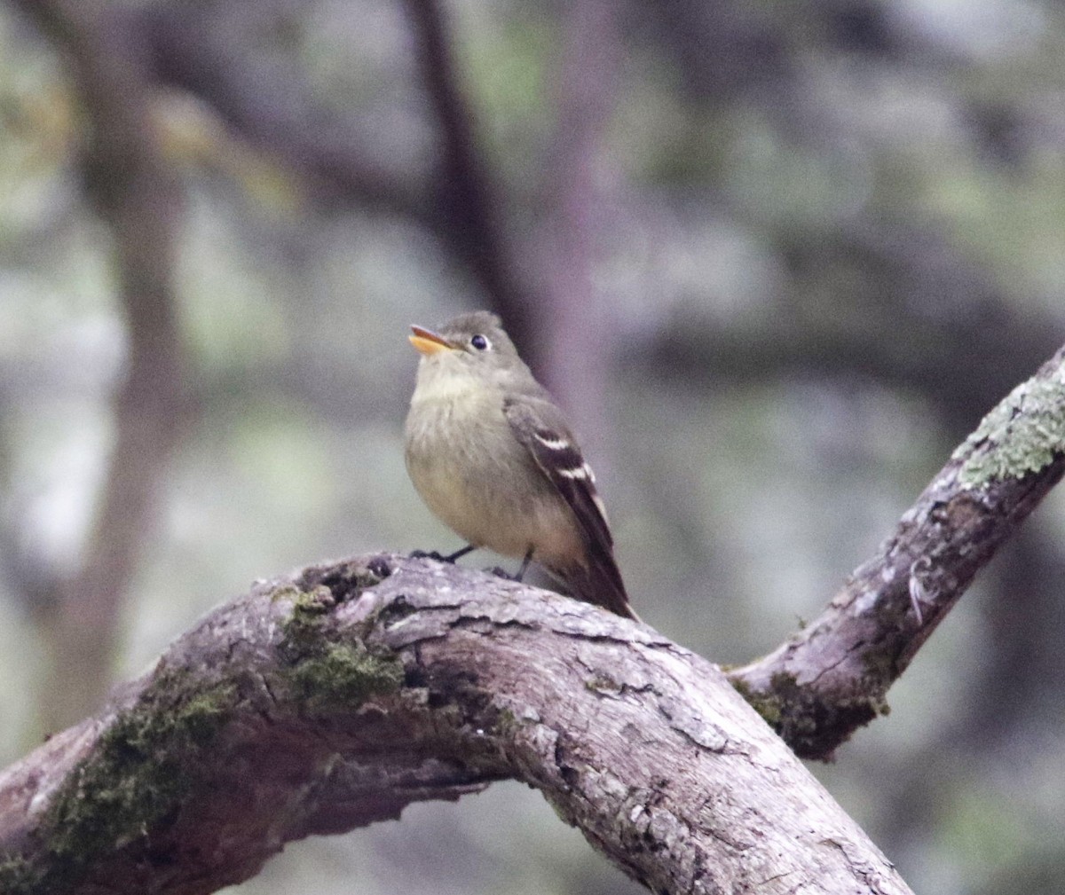 Pine Flycatcher - FELIPE SAN MARTIN