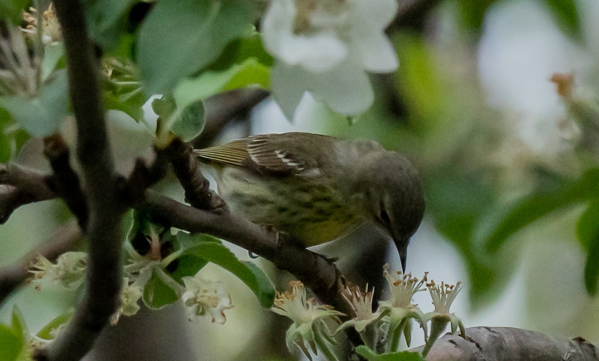 Cape May Warbler - ismael chavez