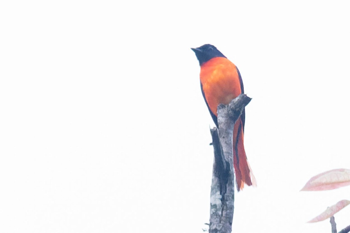 Orange Minivet - Zebedee Muller