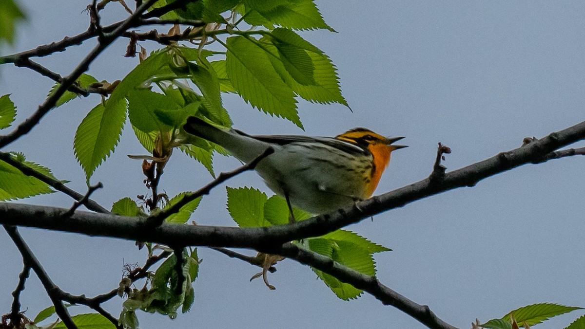 Blackburnian Warbler - ismael chavez