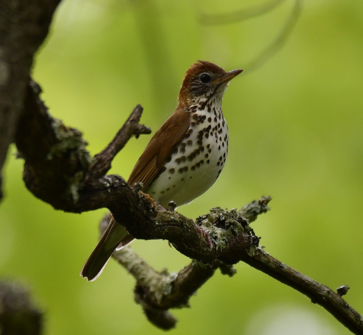 Wood Thrush - ML619276551