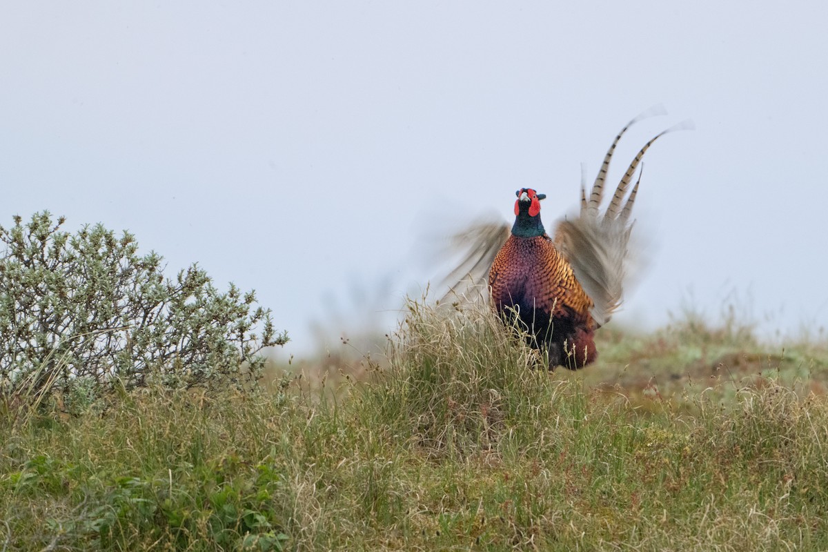 Ring-necked Pheasant - ML619276555