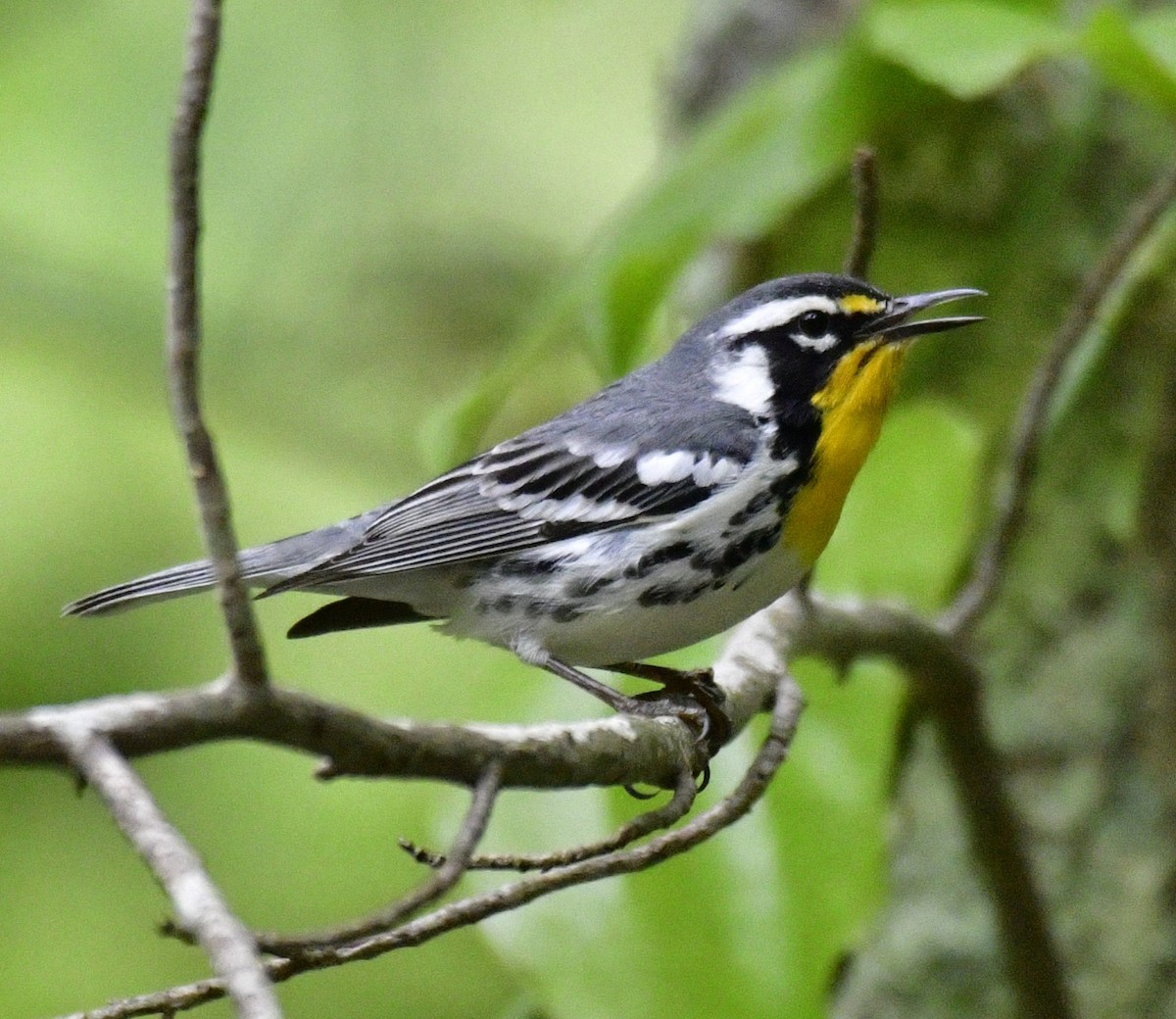 Yellow-throated Warbler - Harrison Calvin