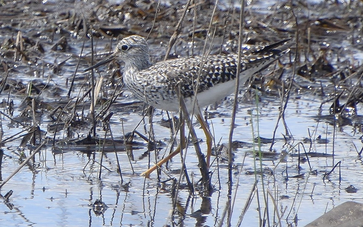 Lesser Yellowlegs - Scott Jackson