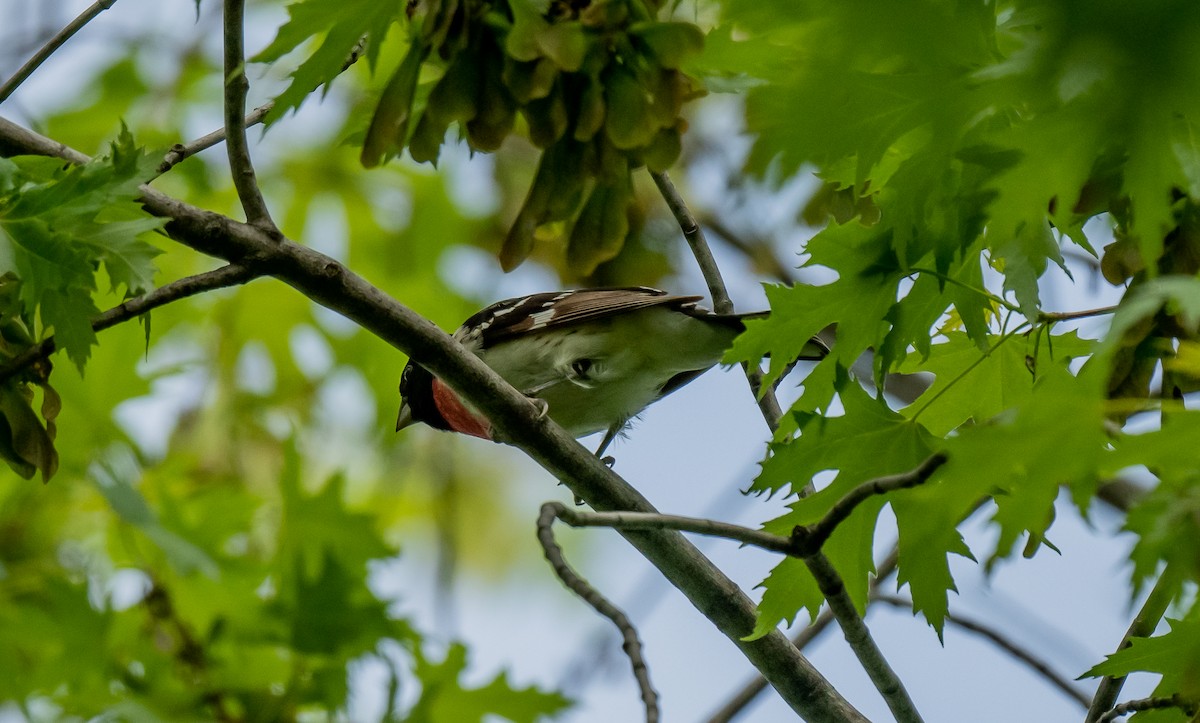 Rose-breasted Grosbeak - ismael chavez