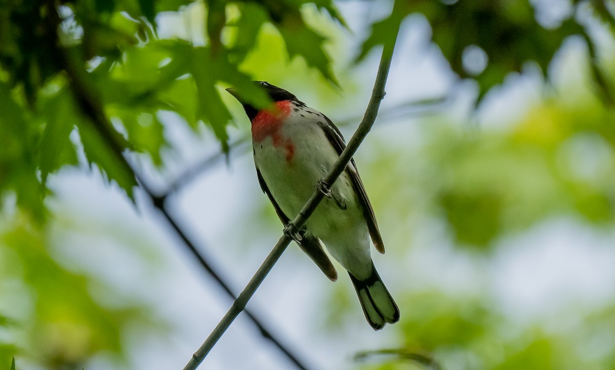 Rose-breasted Grosbeak - ismael chavez