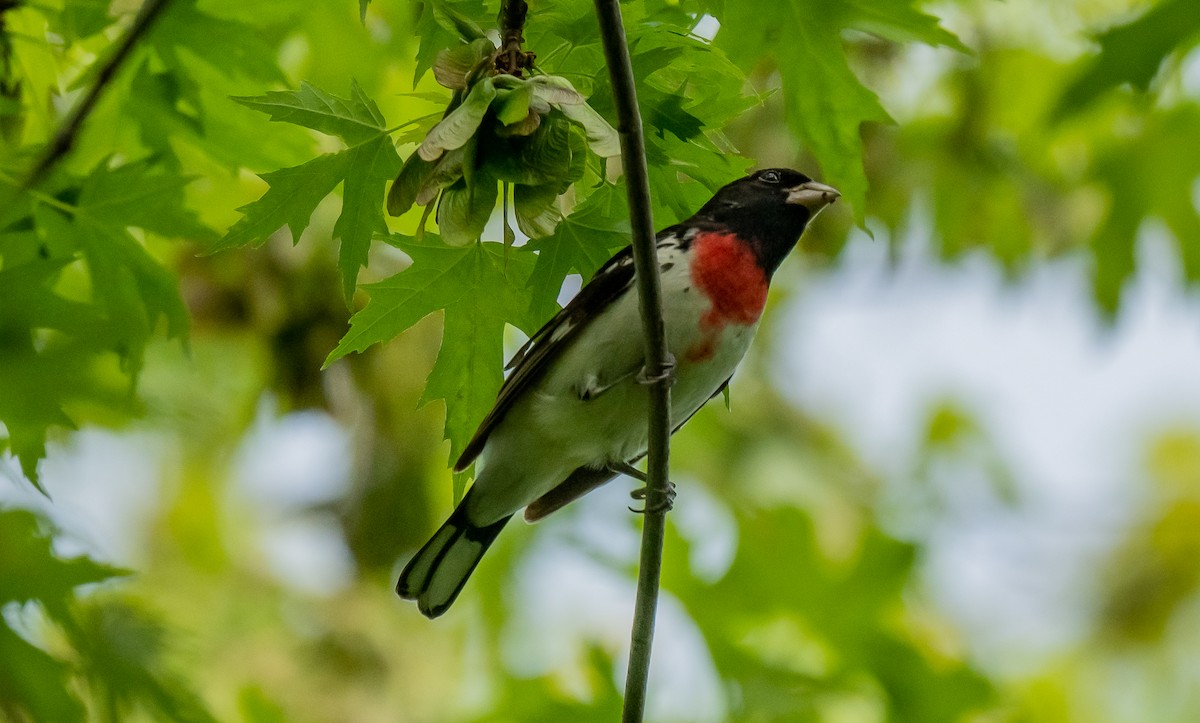 Rose-breasted Grosbeak - ismael chavez