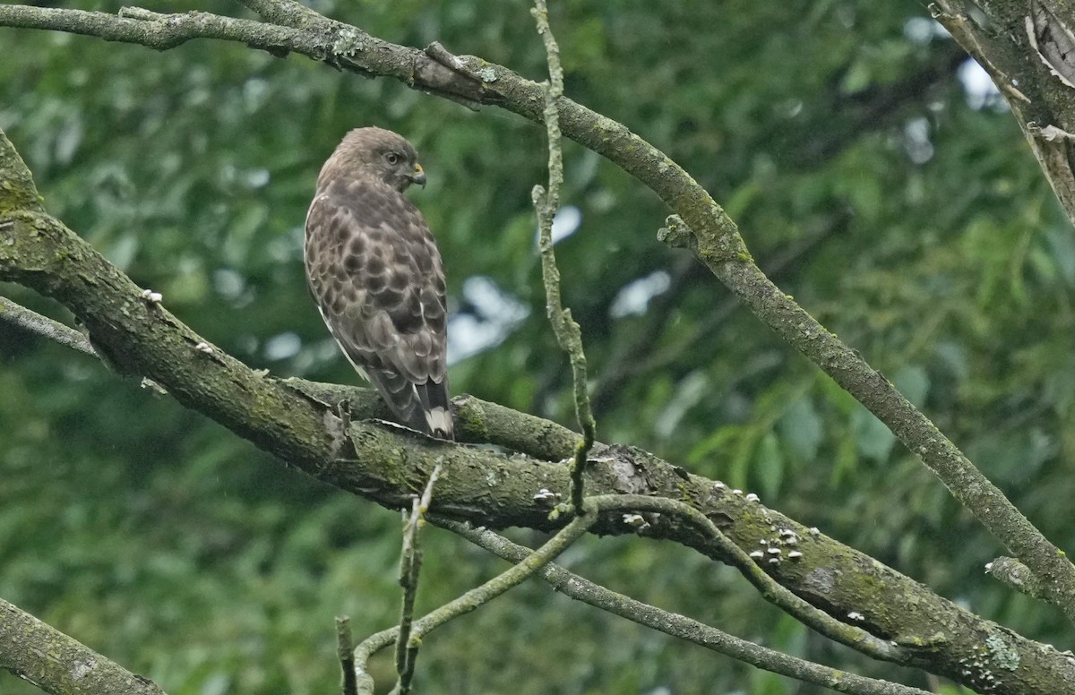 Broad-winged Hawk - ML619276595