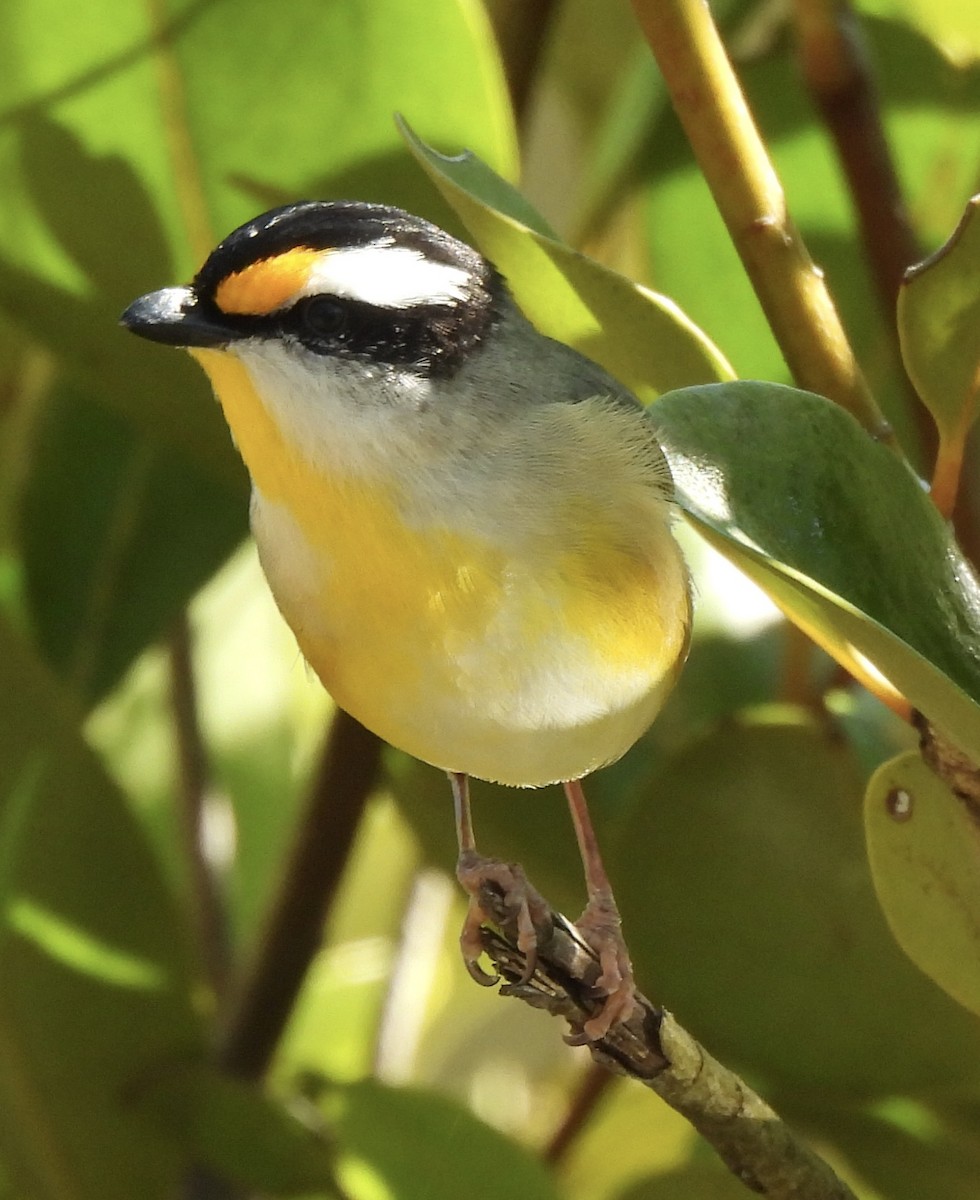 Striated Pardalote - Maylene McLeod