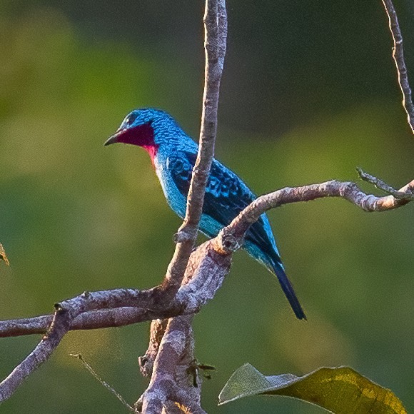 Cotinga de Cayenne - ML619276597