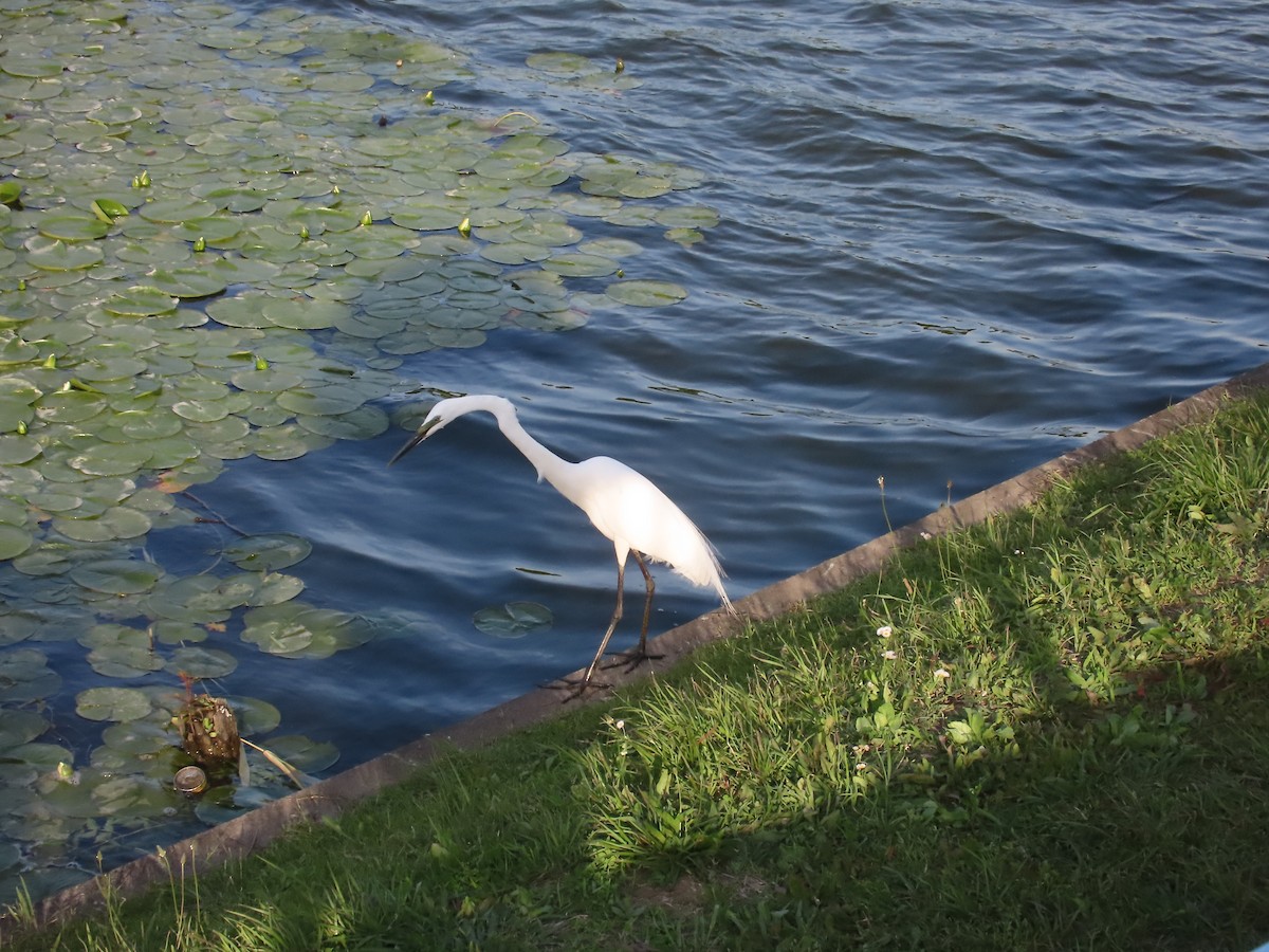 Great Egret - ML619276602