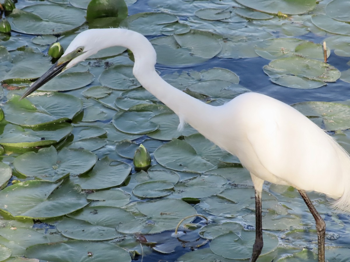 Great Egret - ML619276604