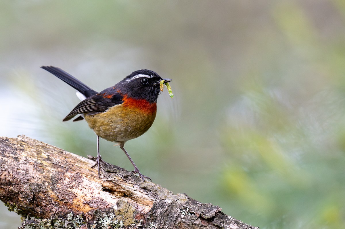 Collared Bush-Robin - Kalong Huang