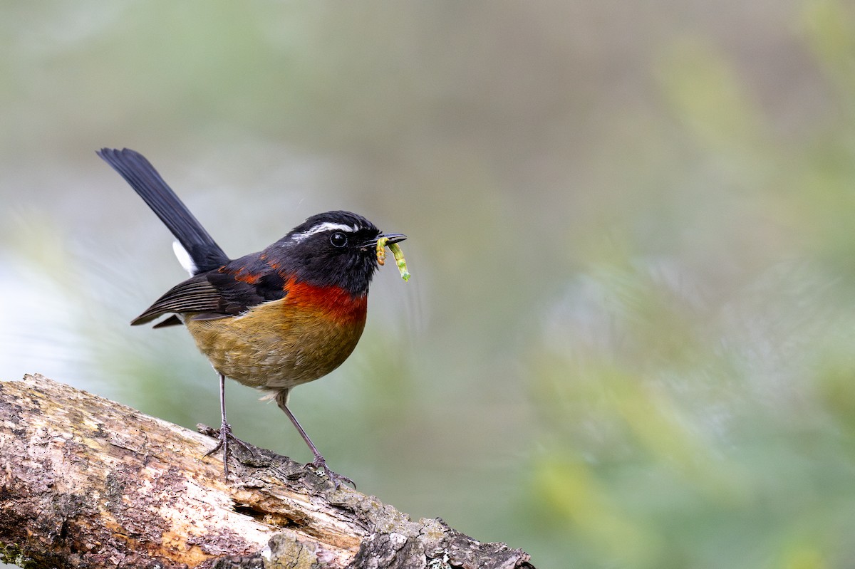 Collared Bush-Robin - Kalong Huang