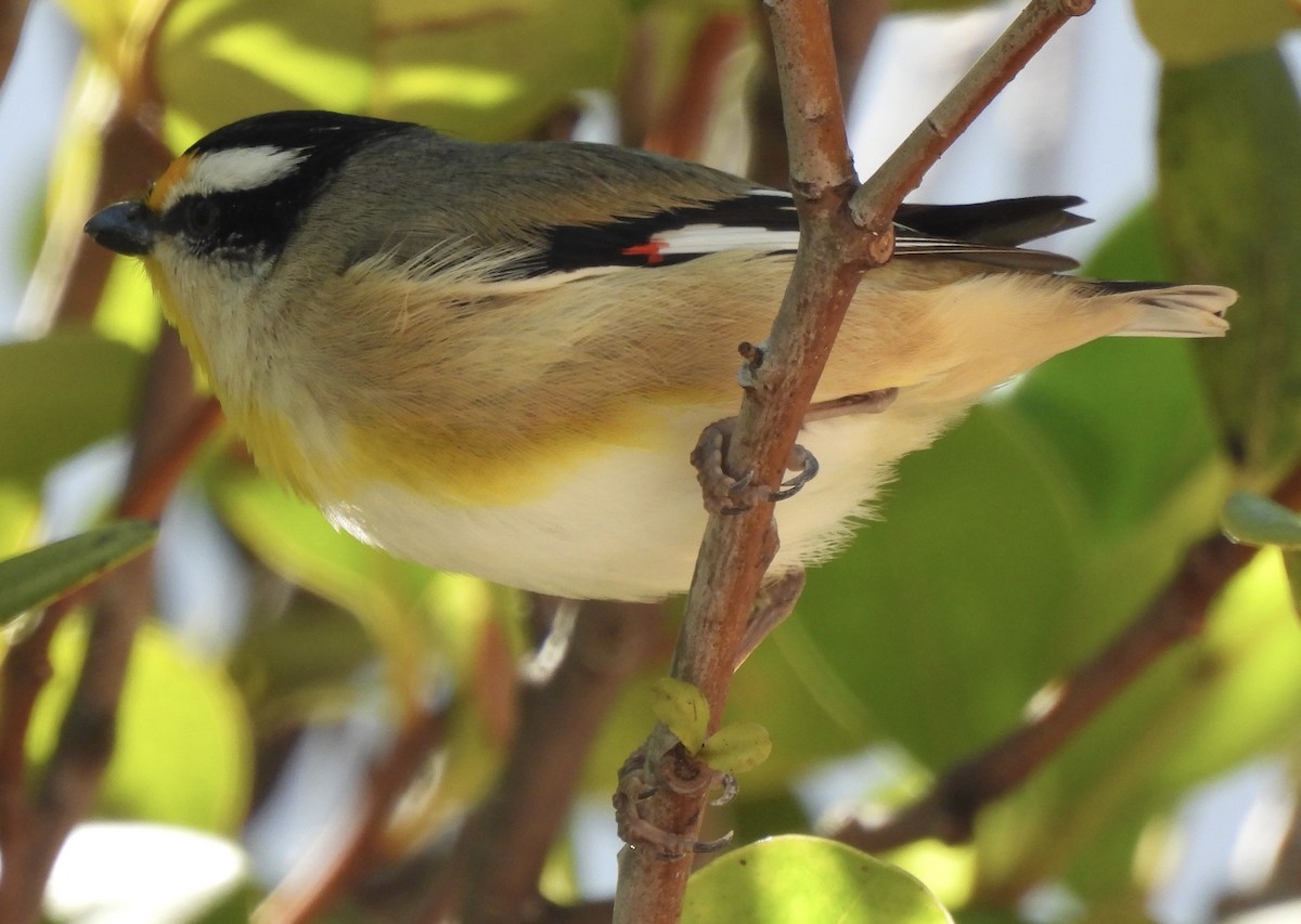 Striated Pardalote - Maylene McLeod