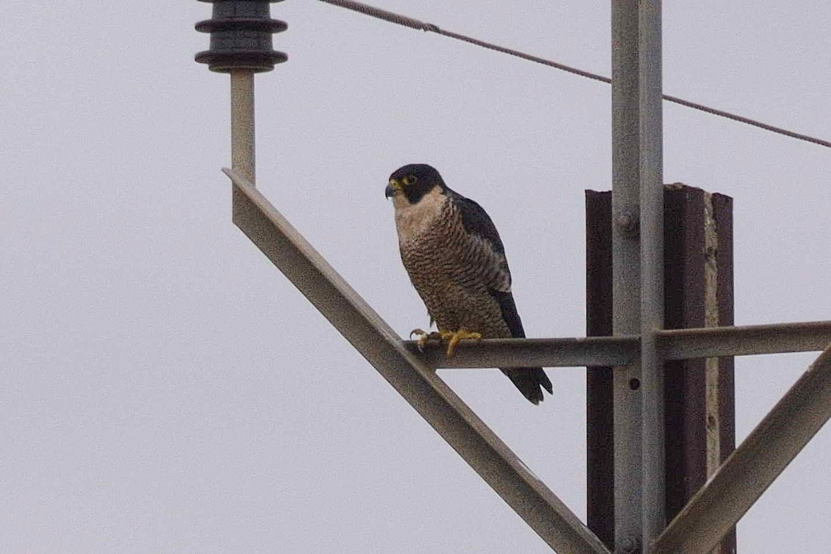 Peregrine Falcon (Australian) - ML619276618