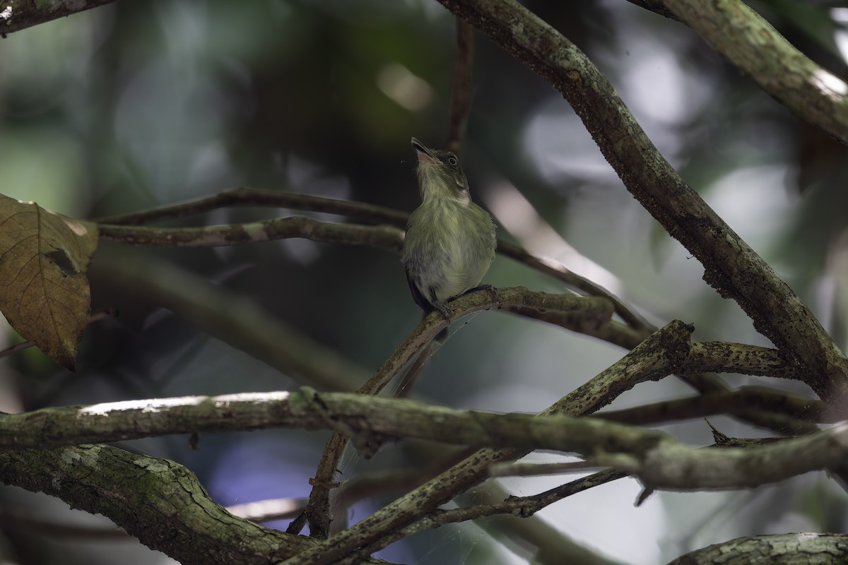 Snethlage's Tody-Tyrant - Léo Veyrunes