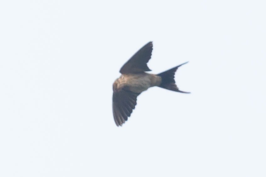 Red-rumped Swallow - Zebedee Muller