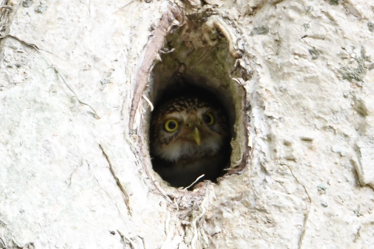 Collared Owlet - 品諭 陳