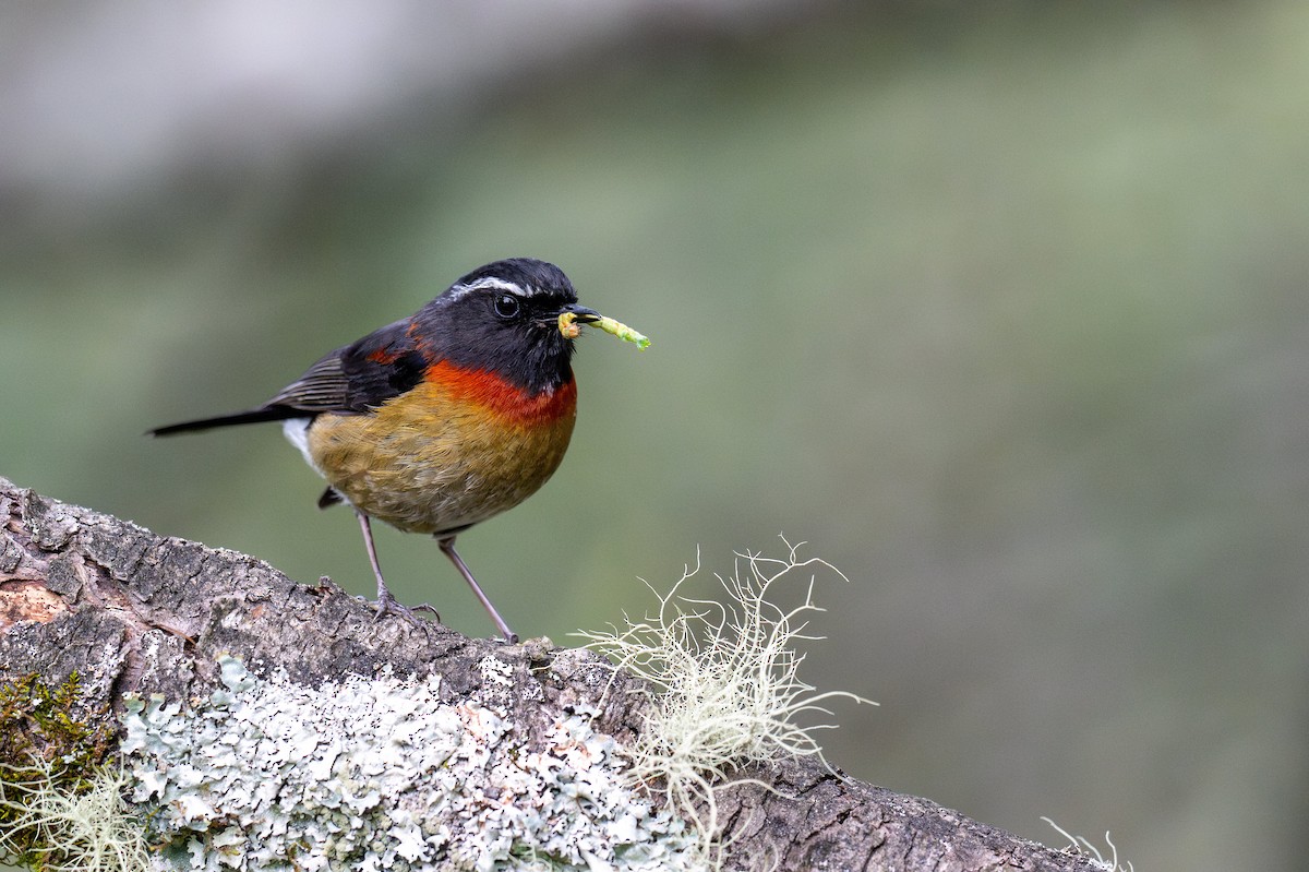 Collared Bush-Robin - Kalong Huang