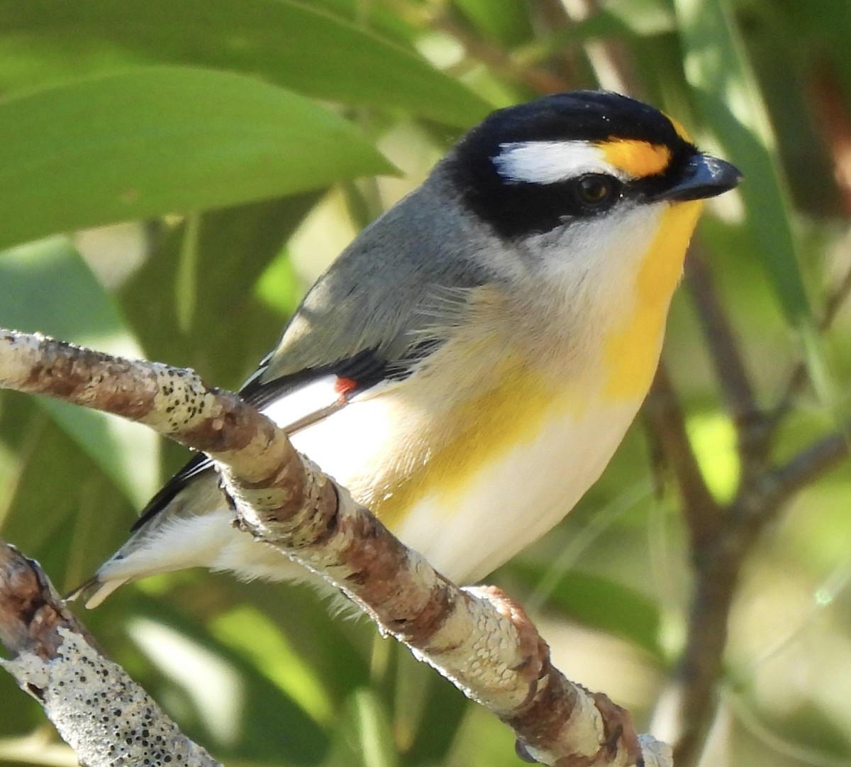 Striated Pardalote - Maylene McLeod