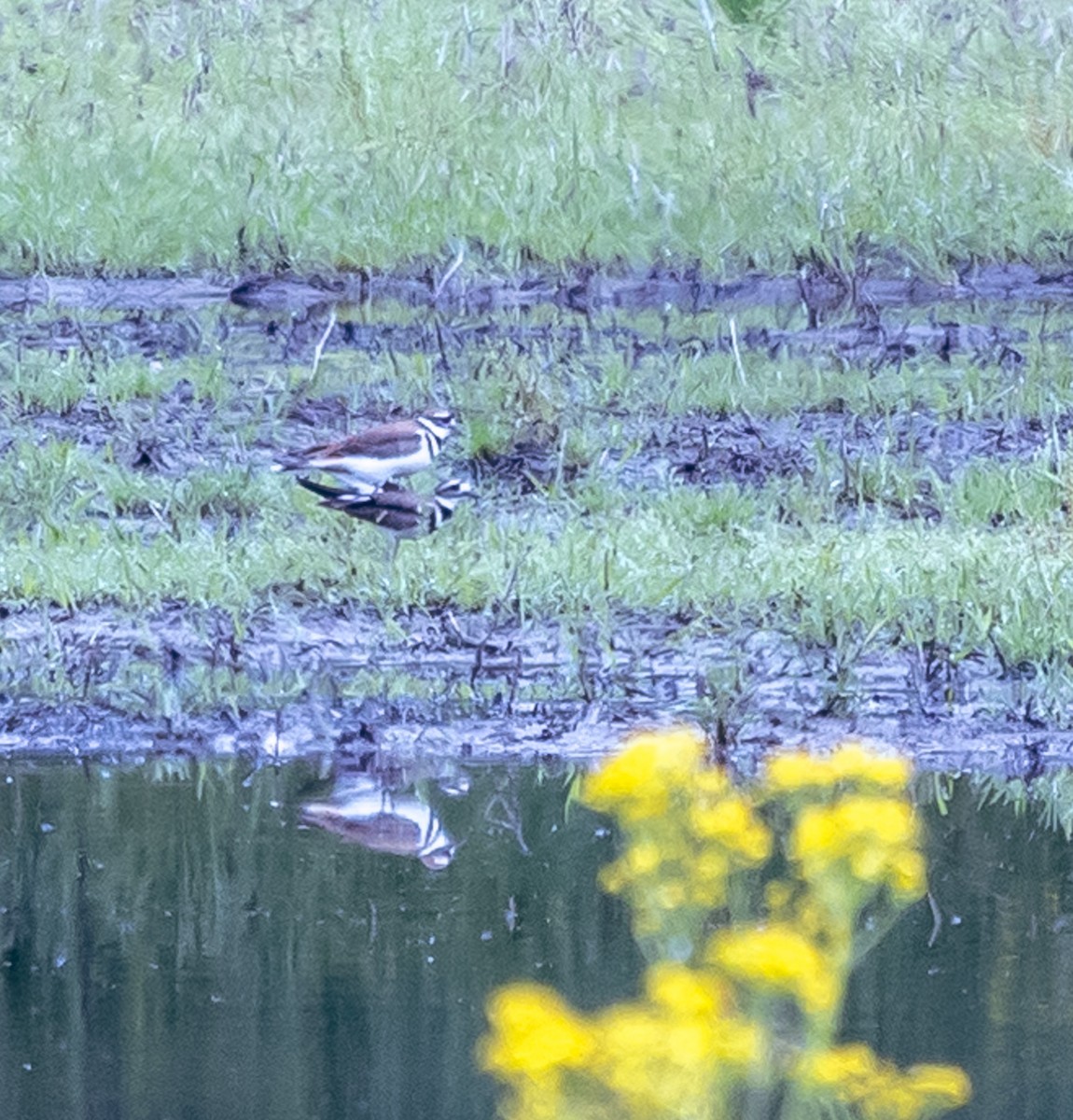 Killdeer - Mark Strittmatter