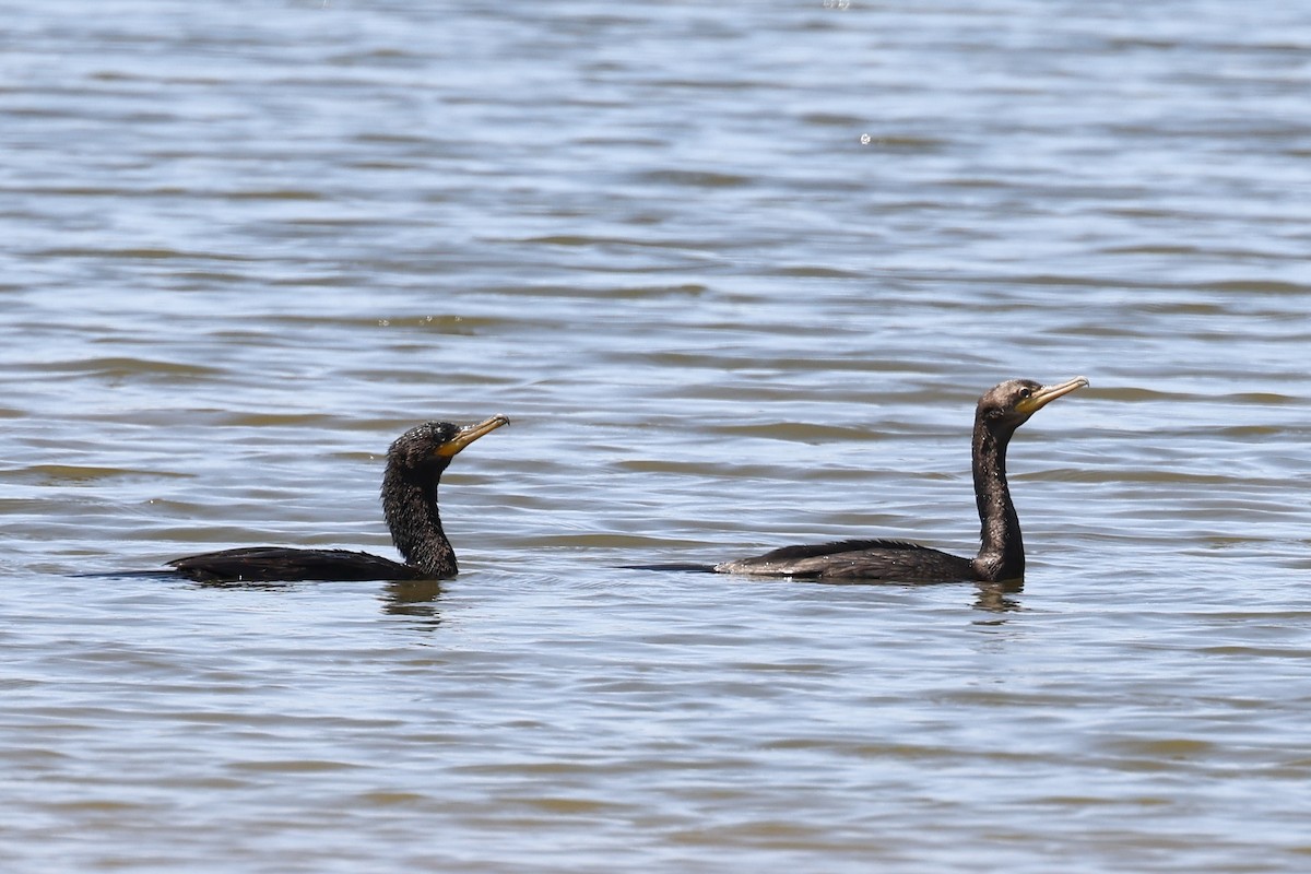 Neotropic Cormorant - Hubert Stelmach