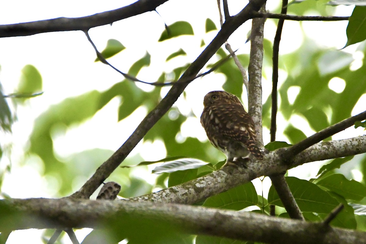 Collared Owlet - ML619276659