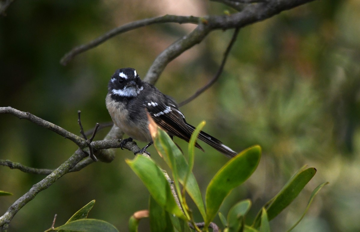 Gray Fantail - Susan Kruss