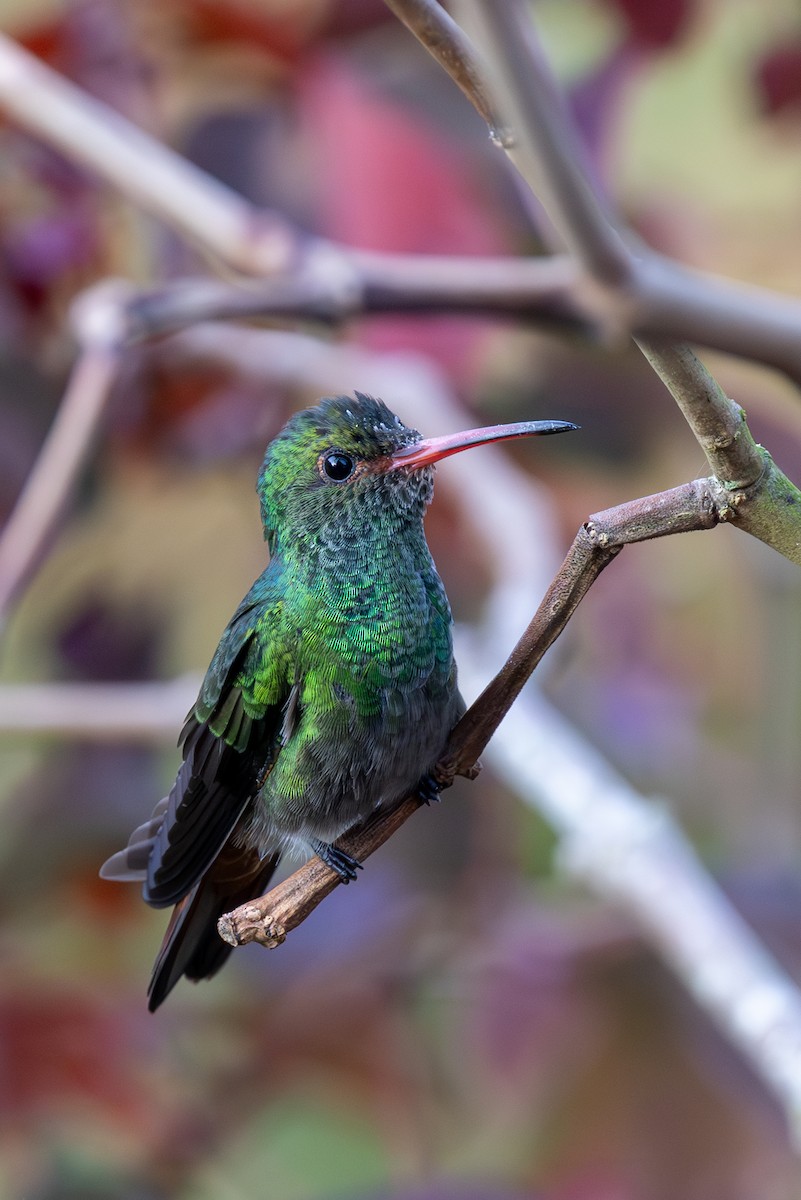 Rufous-tailed Hummingbird - Lutz Duerselen