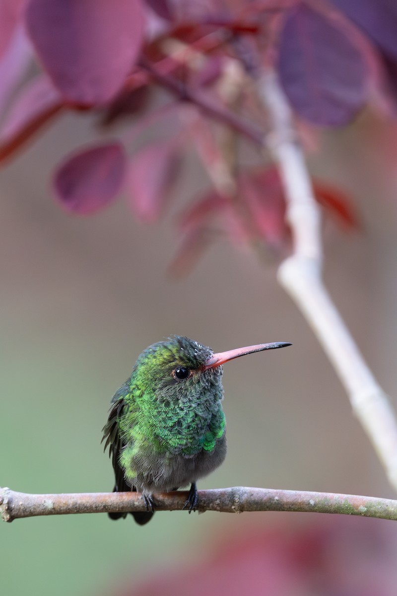 Rufous-tailed Hummingbird - Lutz Duerselen