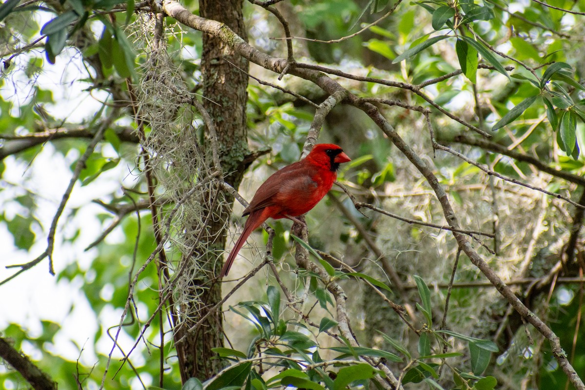 Cardinal rouge - ML619276692