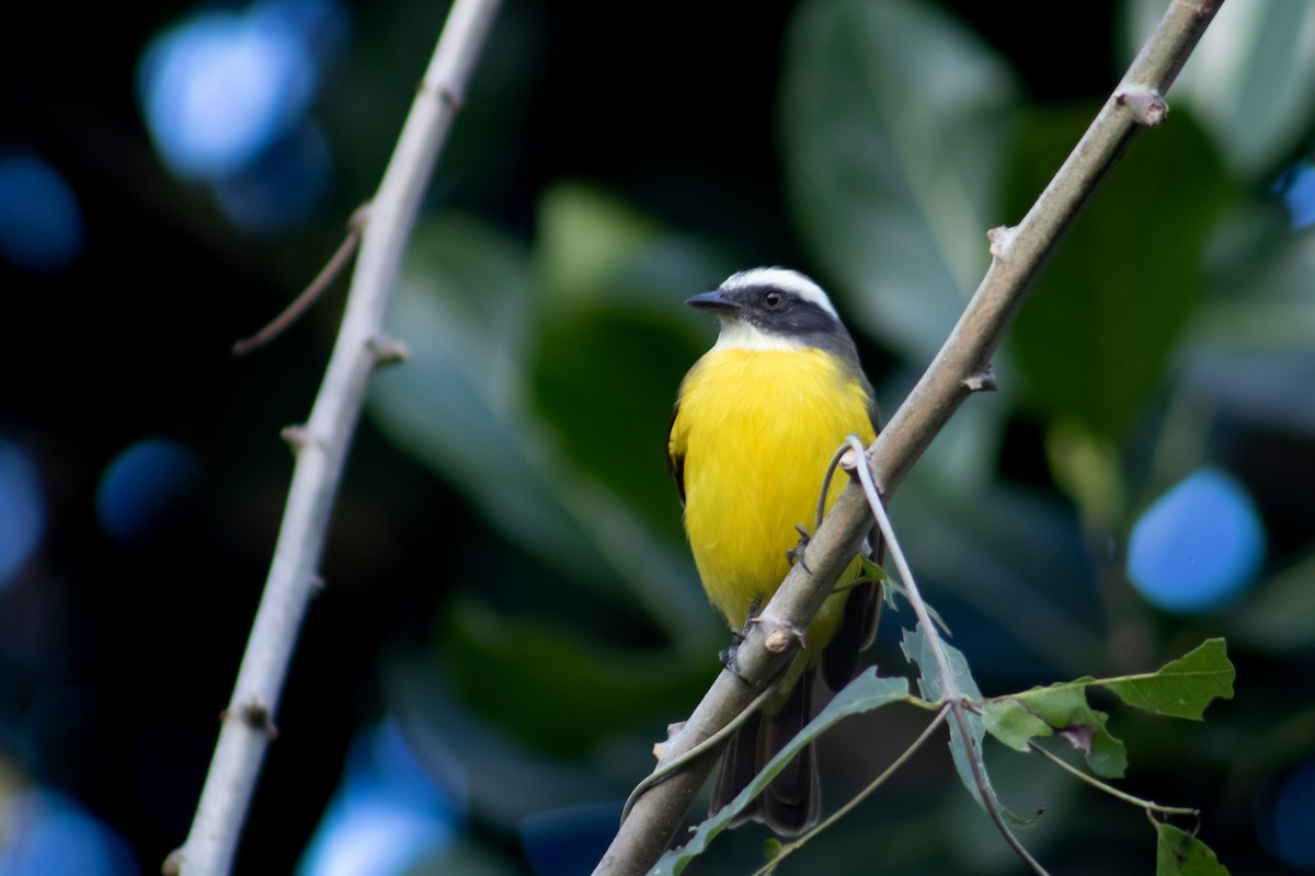 Social Flycatcher - Francisco Valdevino Bezerra Neto