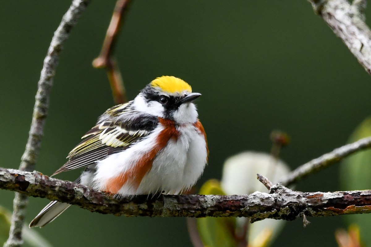 Chestnut-sided Warbler - ML619276704