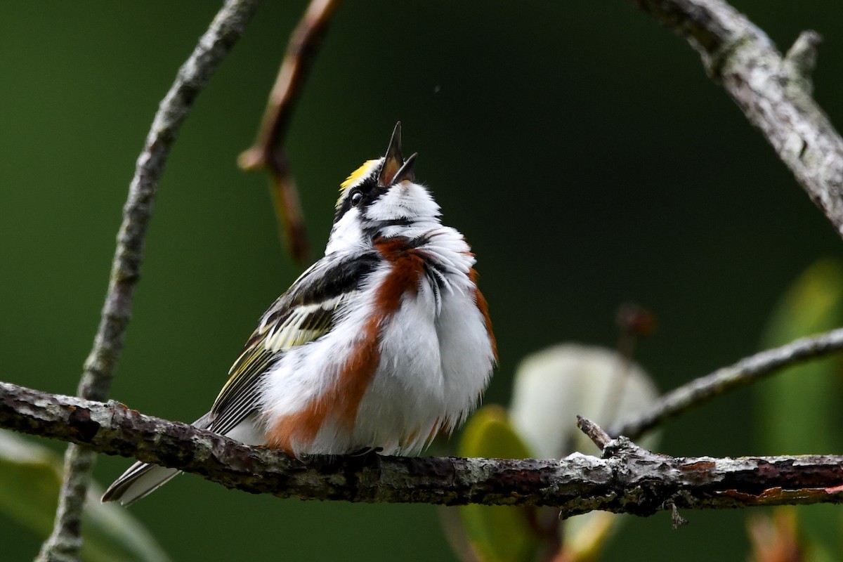 Chestnut-sided Warbler - Silas Powell