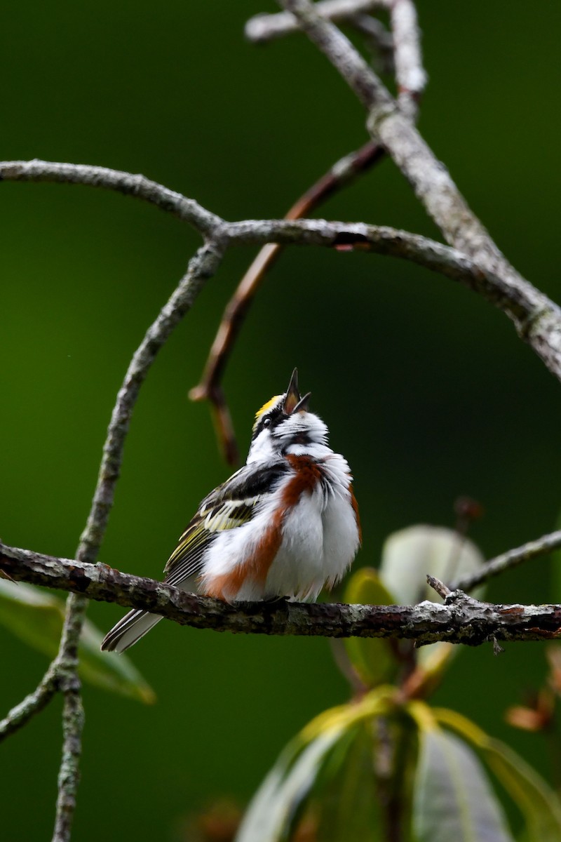 Chestnut-sided Warbler - ML619276708