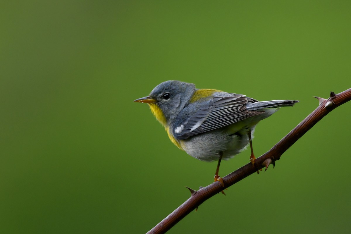 Northern Parula - Silas Powell