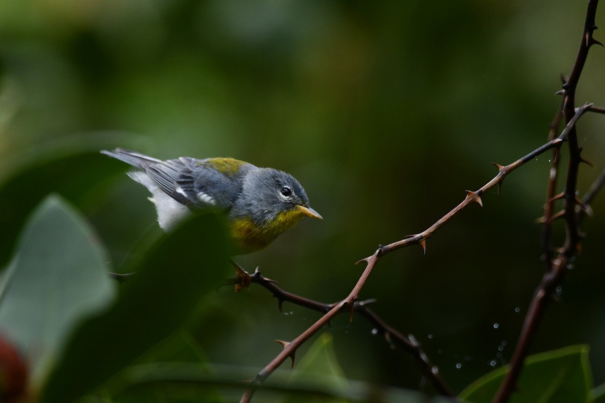 Northern Parula - ML619276727