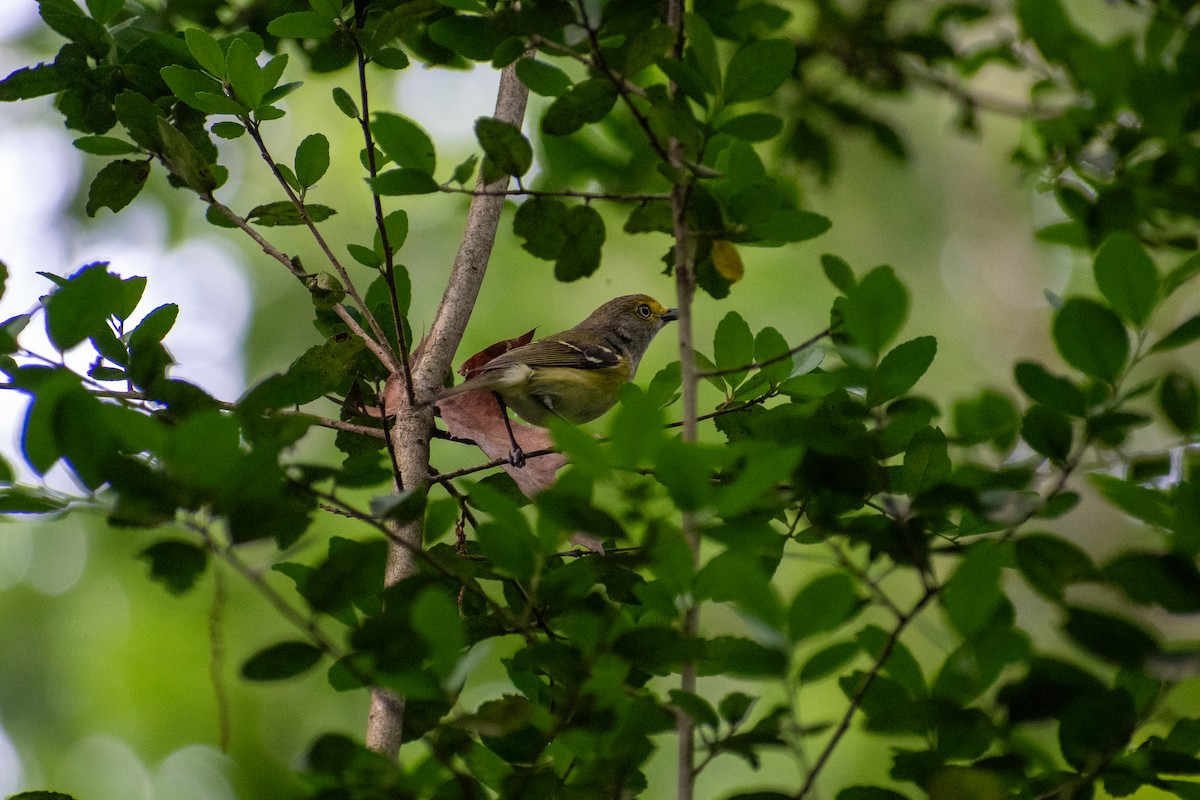 White-eyed Vireo - Charles Donnelly