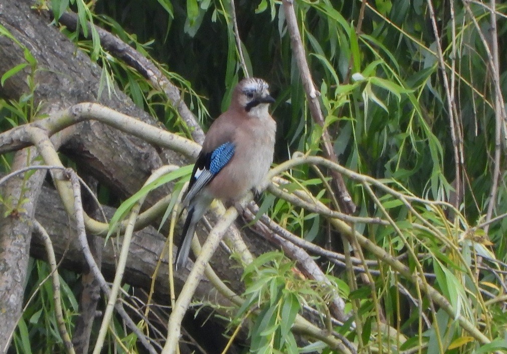 Eurasian Jay - ML619276743