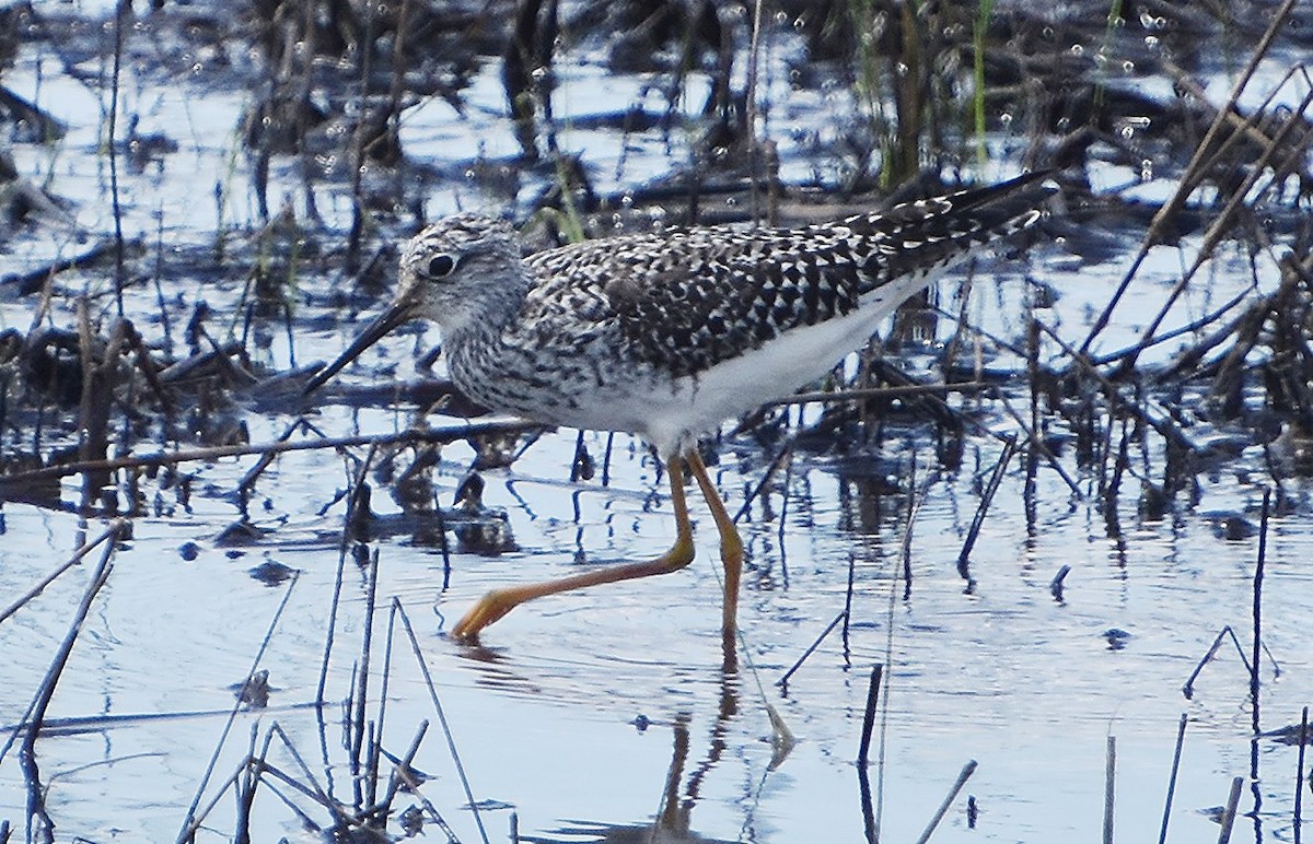 Lesser Yellowlegs - Scott Jackson