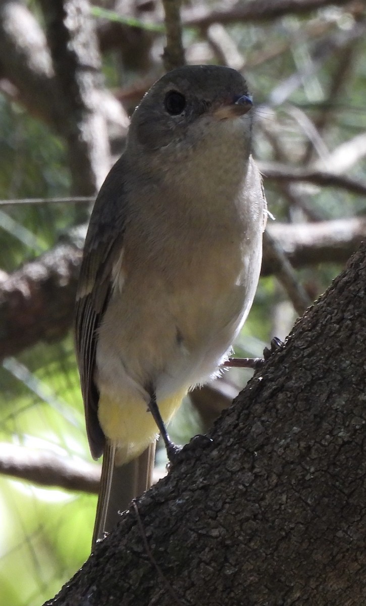 Golden Whistler - Maylene McLeod