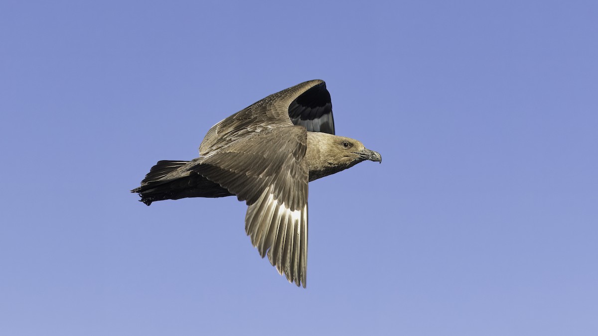 Brown Skua (Subantarctic) - Markus Craig