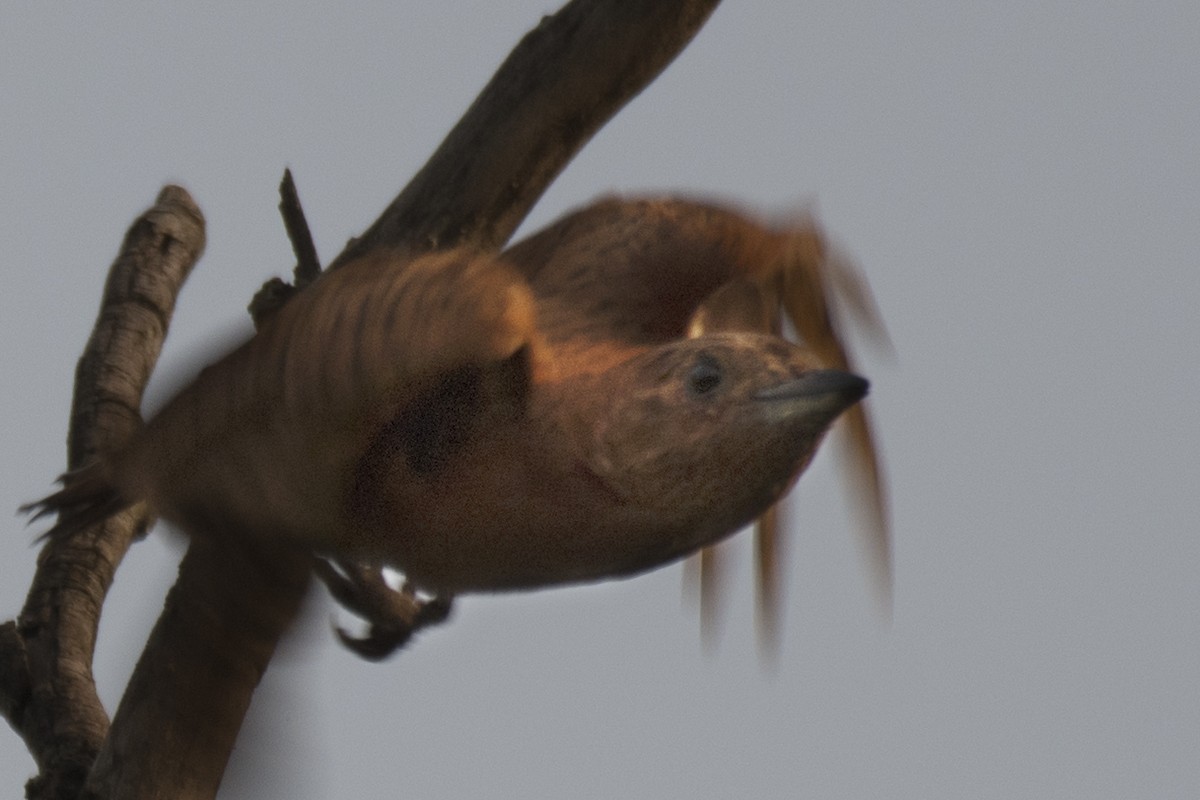 Rufous Woodpecker - SOVON PARBAT