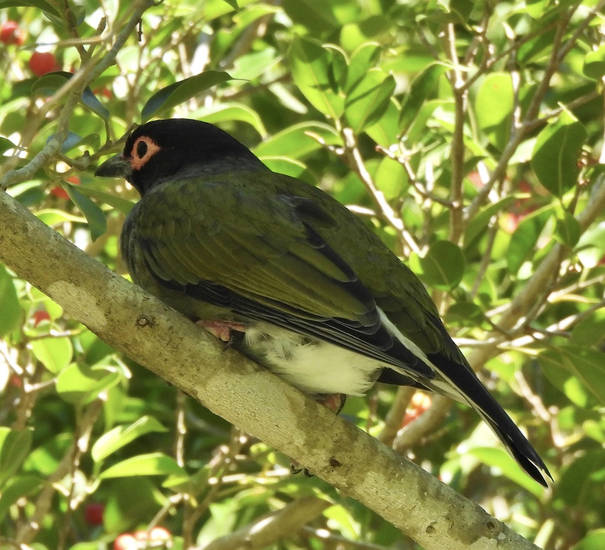 Australasian Figbird - Maylene McLeod